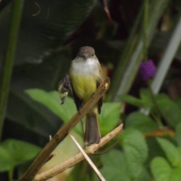 Birdwatching Tour